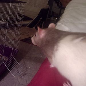 my fat rat.