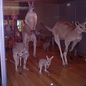 Melbourne animal place