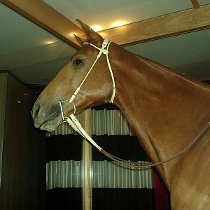 Fharlap the wonder horse