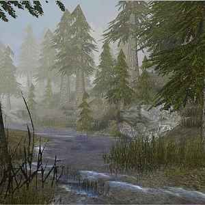 A stream meandering through the forest.