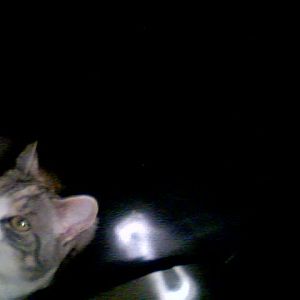 my cat named Zelda