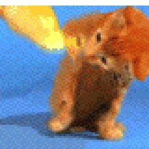 Cat3