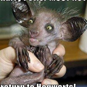 What have happend to you Dobby?