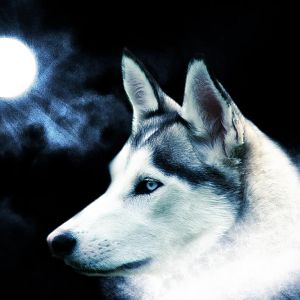 attractive wolf wallpaper by tigrshark