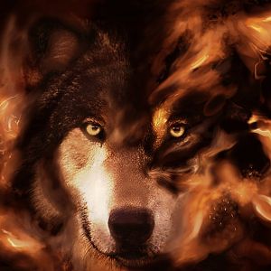 wolf wallpaper 372 cool pictures backgrounds