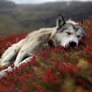 wolf hd wallpaper 7