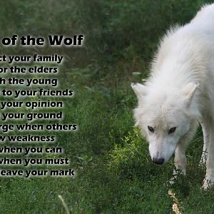 Wolf love <3