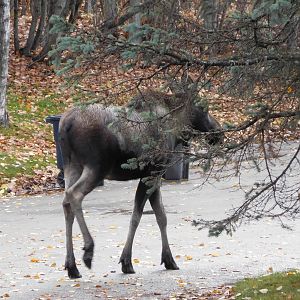 Moose in front of my house.
