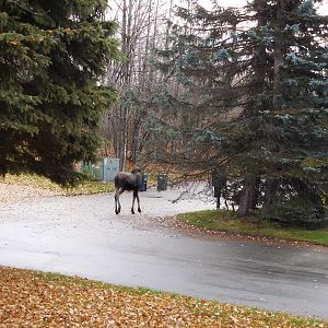 Moose in front of my house.