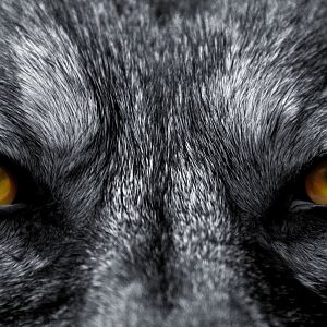 7 bloodcurdling werewolf tales that will keep you up at night 390787