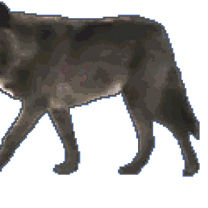 animated gifs wolves 29