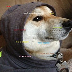 Doge in his new assassin clothes he will wear in Chapter 4
