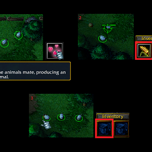 sheep mate