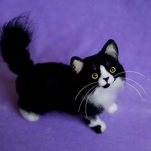 its a cat and take a look at its eye