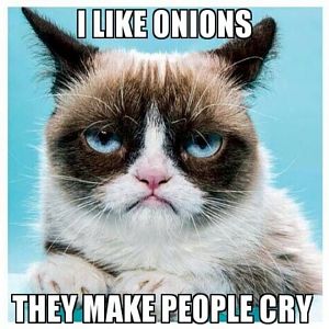 Hes Back The Best of the Grumpy Cat Meme in 25 Pictures 9