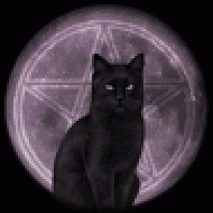 black cat