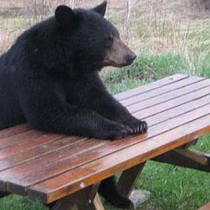 Polite Bear