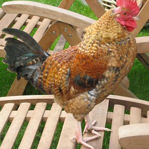 My big cock.