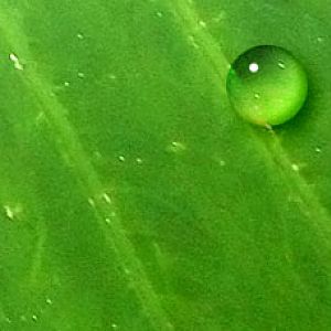 Harvest Leaf 2