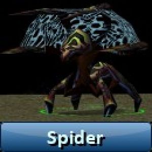 Spider