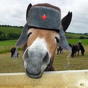 Russian Mule