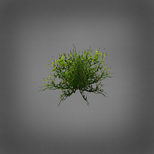ShrubPreview1