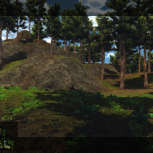 Conifer Forest