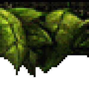 leaves