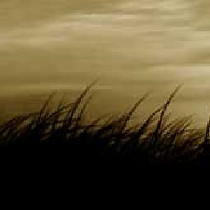 grass