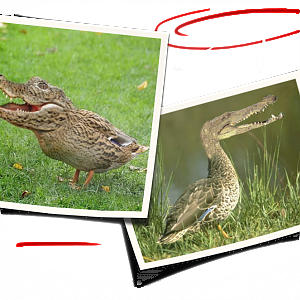 Evolution_Poster