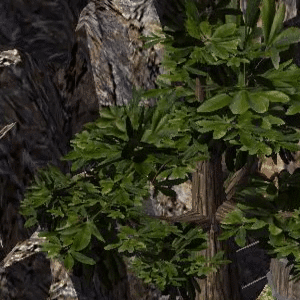 Animated Version of the Tree