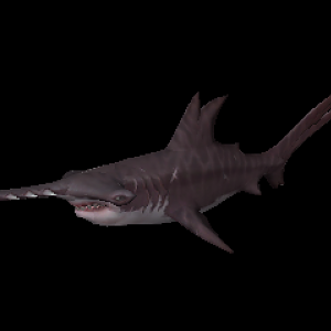 WCU - Shark2