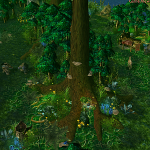 Forest