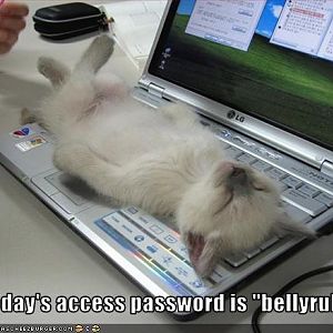 Cute kitty
