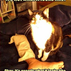 Killer Cat