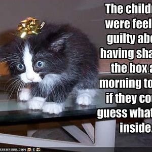 A shaken cat is an unhappy cat