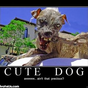 cute dog demotivational poster