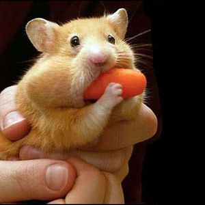 hamster