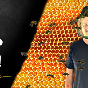 Keep the Bee Hive alive!