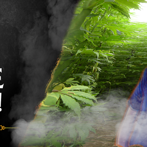 Hive Smoke Now!