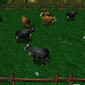My Cows.jpg