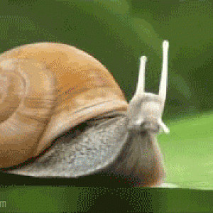 Snail Transformer