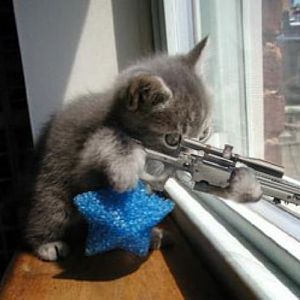 sniper cat
