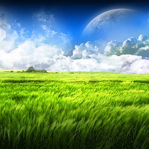 The Field by Joker84