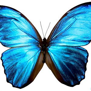 Blue Butterfly