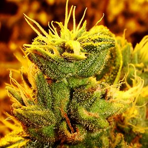 Hmm, first best picture of buds I have.