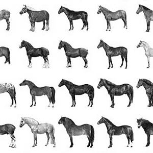 horses2jc6