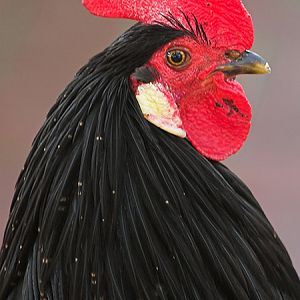 A black, bleeding cock. For sick fucks.