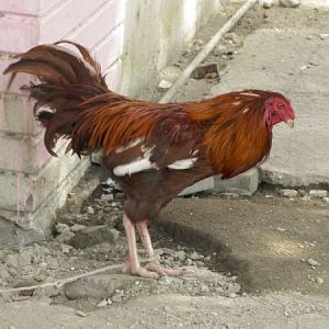 Weird brown cock.
