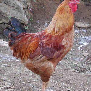 Common cock.